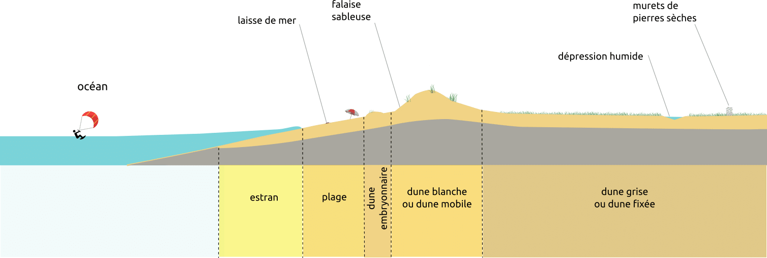 dunes - Grand Site de France Dunes Sauvages de Gâvres à Quiberon