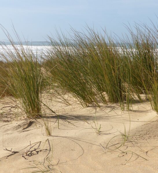 l dunes mobiles 1 - Grand Site de France Dunes Sauvages de Gâvres à Quiberon