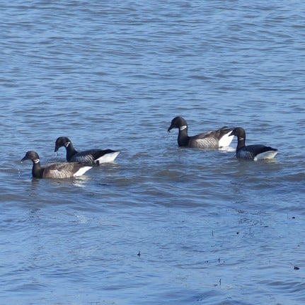 s bernache - Grand Site de France Dunes Sauvages de Gâvres à Quiberon