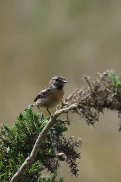 Tarier patres - Grand Site de France Dunes Sauvages de Gâvres à Quiberon