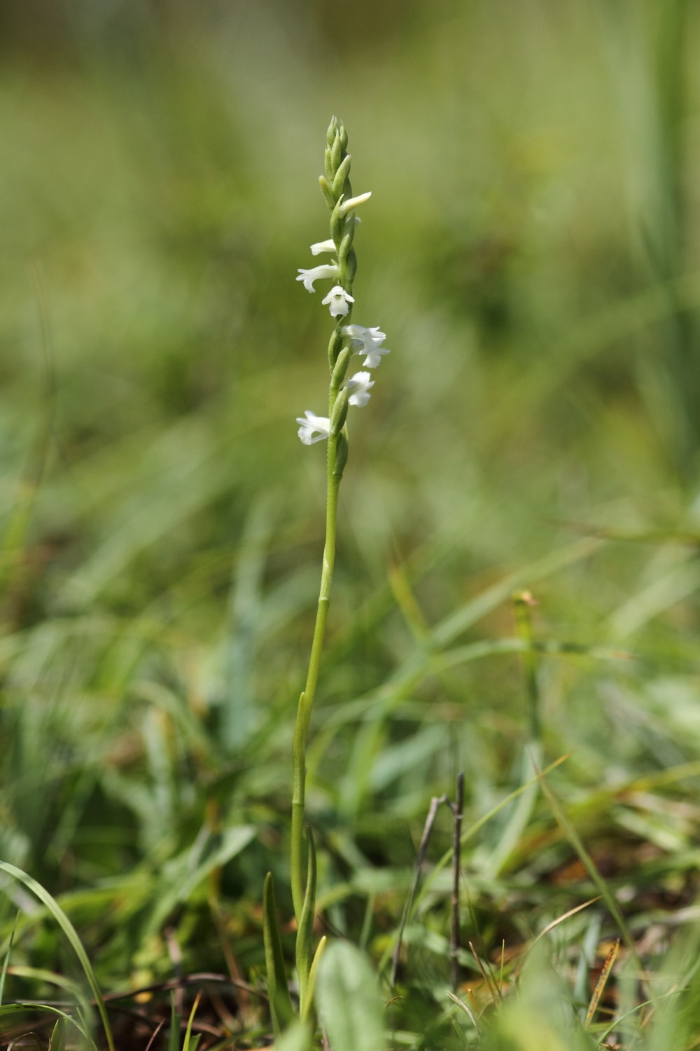 Spiranthes aestivalis YS 1 2 - Grand Site de France Dunes Sauvages de Gâvres à Quiberon