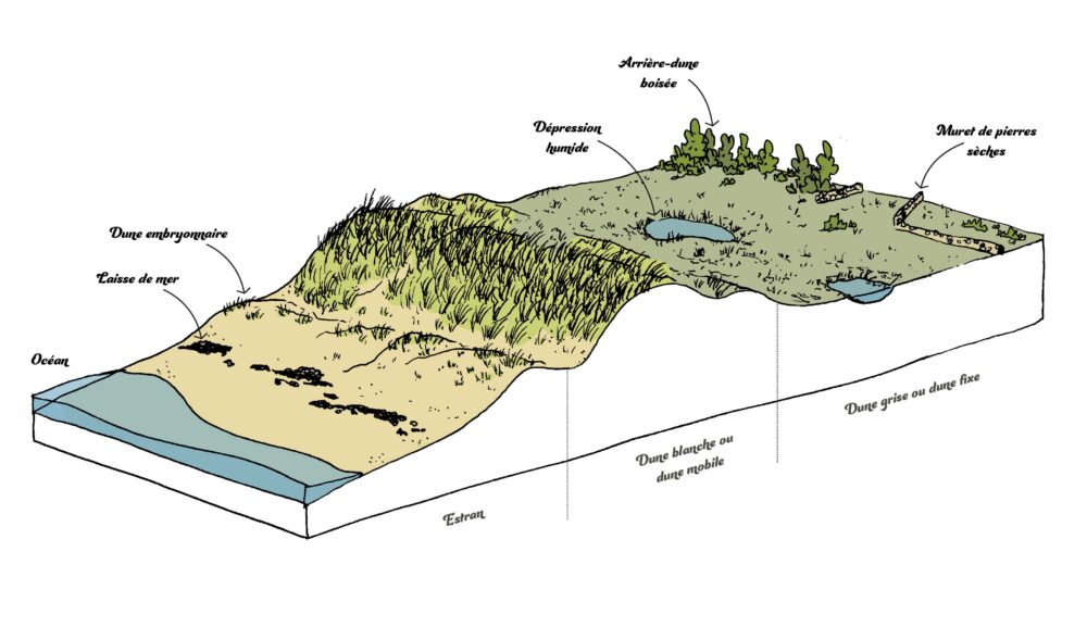 bloc dune colore legendes 01 2 - Grand Site de France Dunes Sauvages de Gâvres à Quiberon
