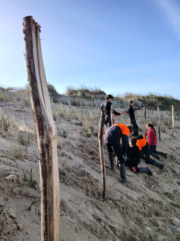 Plantation d'oyats à Erdeven