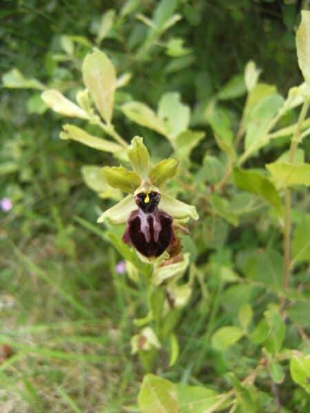 03.05 ophrys passion - Grand Site de France Dunes Sauvages de Gâvres à Quiberon