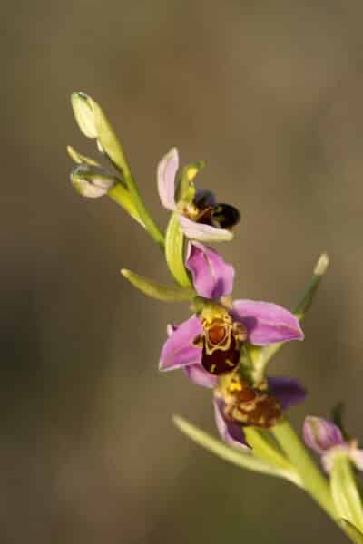 30.04 ophrys apifera - Grand Site de France Dunes Sauvages de Gâvres à Quiberon