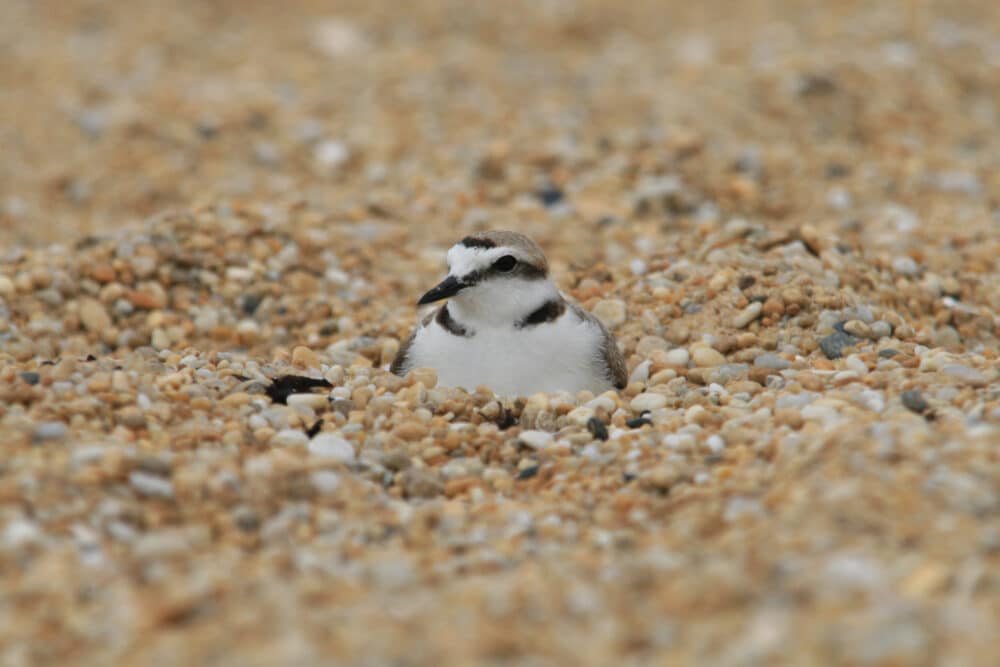 gravelot a collier interrompu laurent perignon - Grand Site de France Dunes Sauvages de Gâvres à Quiberon