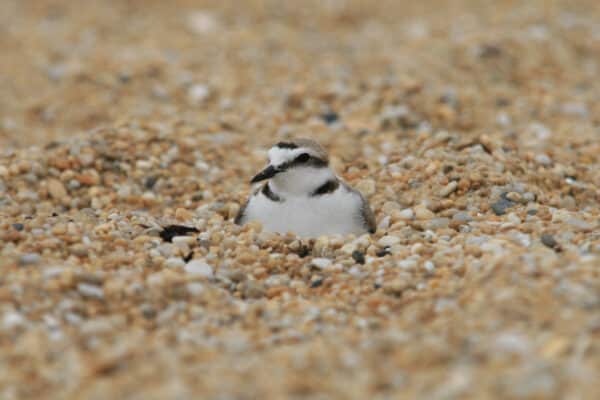gravelot a collier interrompu laurent perignon - Grand Site de France Dunes Sauvages de Gâvres à Quiberon