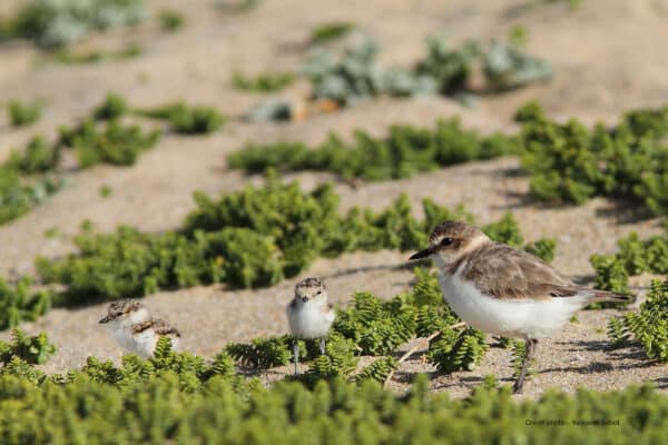 GCI Yaouenn Sabot - Grand Site de France Dunes Sauvages de Gâvres à Quiberon