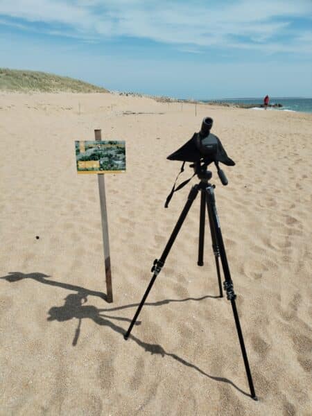 Gravelot 2 - Grand Site de France Dunes Sauvages de Gâvres à Quiberon