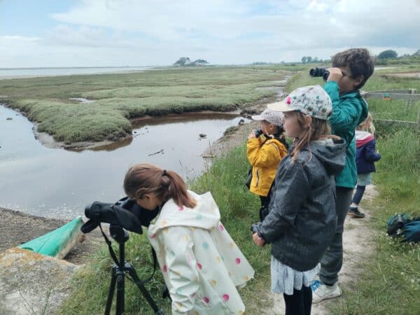 Observation oiseaux Petite Mer - Grand Site de France Dunes Sauvages de Gâvres à Quiberon