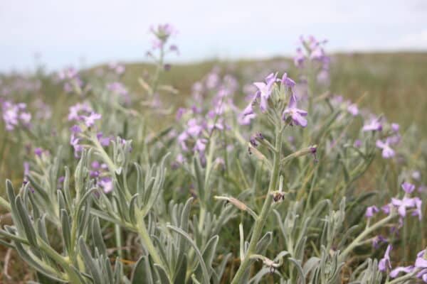 10 juillet giroflee - Grand Site de France Dunes Sauvages de Gâvres à Quiberon