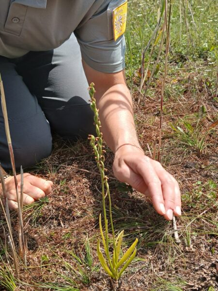 IMG 20250725 WA0007 - Grand Site de France Dunes Sauvages de Gâvres à Quiberon