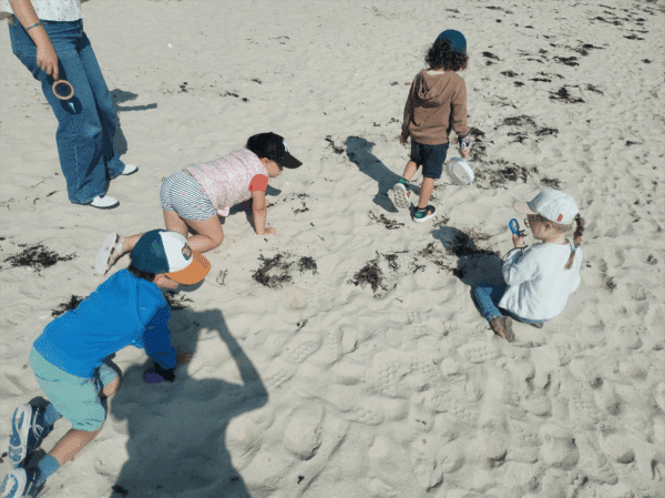 Laisse de mer - Grand Site de France Dunes Sauvages de Gâvres à Quiberon