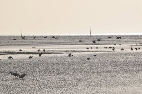 Animation nature (22 novembre) – Symphonie sur l’estran : le banquet des oiseaux migrateurs 1 oiseaux migrateurs estran - Grand Site de France Dunes Sauvages de Gâvres à Quiberon