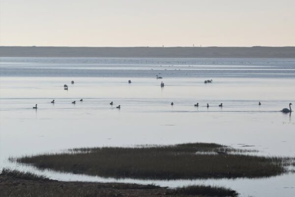 Animation nature (19 novembre) - Refuge en Petite Mer : partez à la découverte des oiseaux, des vasières et des prés salés! 1 petite mer de Gavres - Grand Site de France Dunes Sauvages de Gâvres à Quiberon