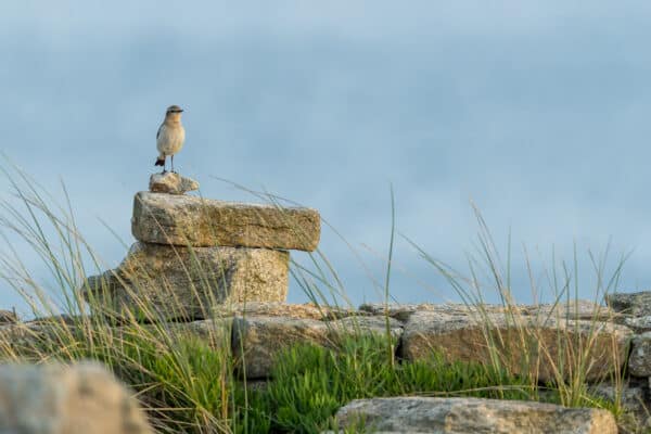 Comprendre la biodiversité de la Côte Sauvage 1 Saint-Pierre-Quiberon et Quiberon, Côte Sauvage