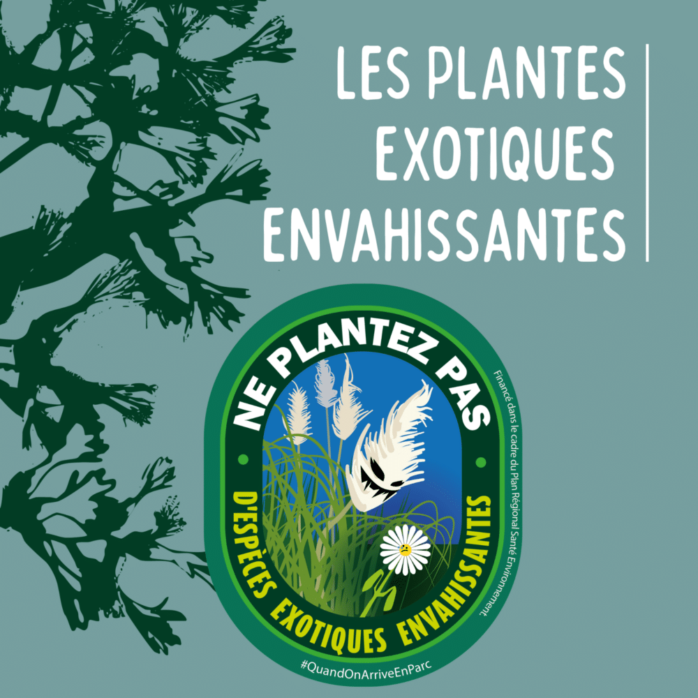 Un guide pour lutter contre les plantes exotiques envahissantes