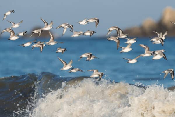 Les oiseaux hivernants d'Erdeven 1 Oiseau 498 3 - Grand Site de France Dunes Sauvages de Gâvres à Quiberon