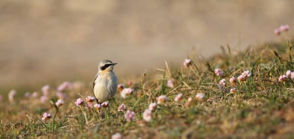 Traquet motteux 2 Yaouenn SABOT - Grand Site de France Dunes Sauvages de Gâvres à Quiberon